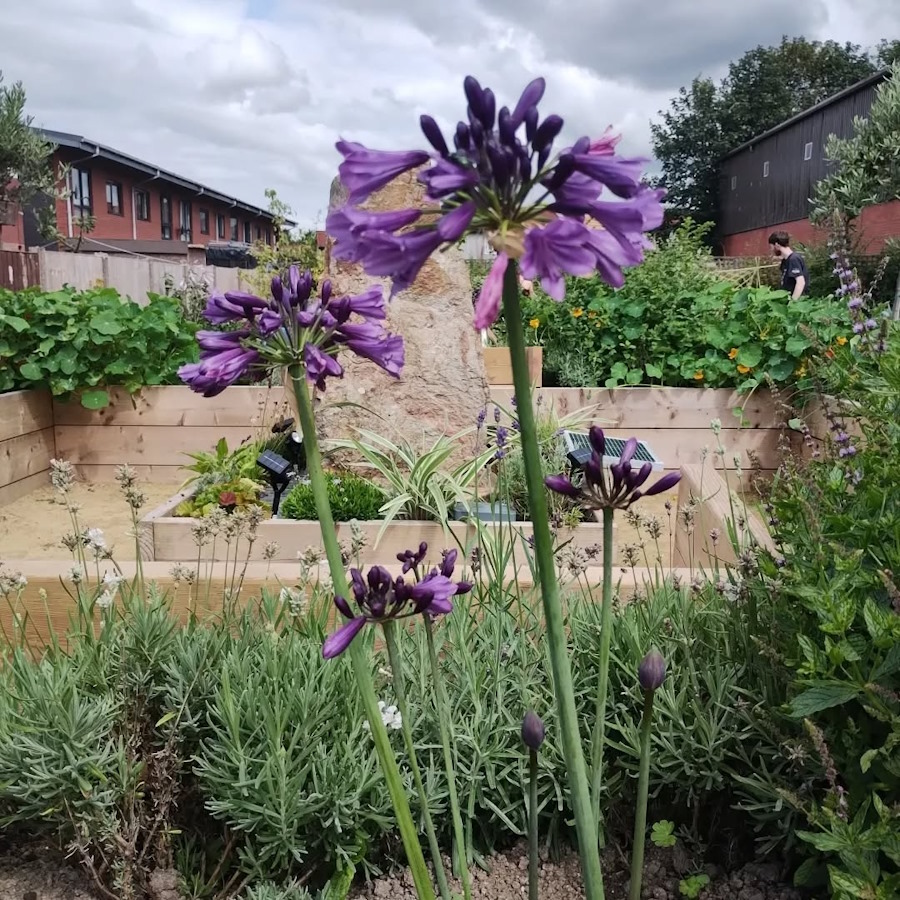 click to see more images agapanthus and fennel in the newbold community growing together community garden