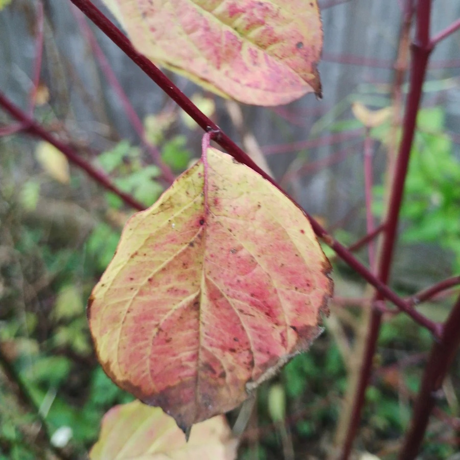 click to see larger image autumn leaves in the community garden