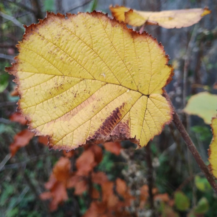 click to see larger image autumn leaves in the community garden