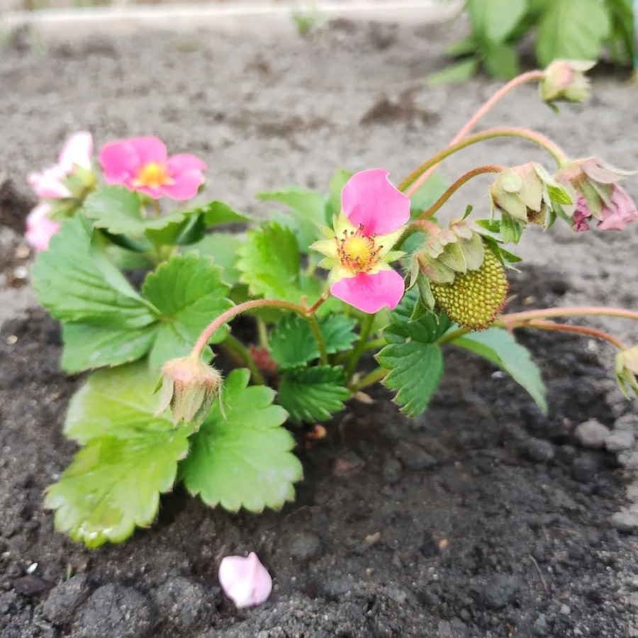 click to see larger image clementis flowering and new toilet being constructed at the newbold community growing together community garden