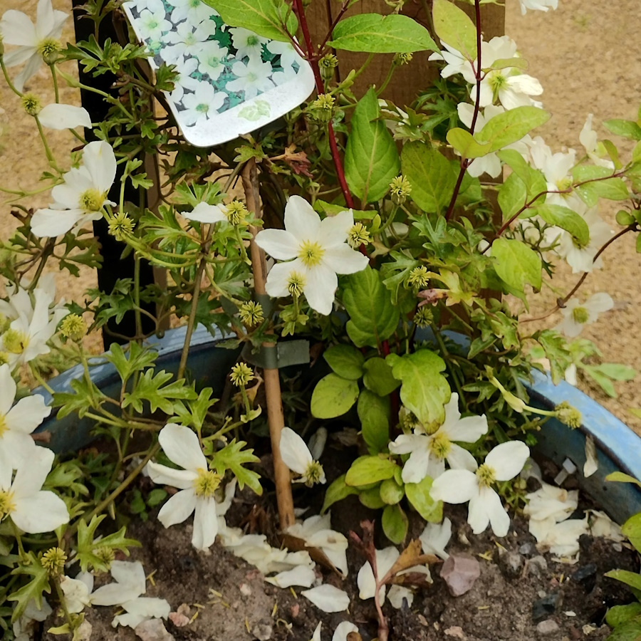 Clementis and Herbs in the Community Garden.