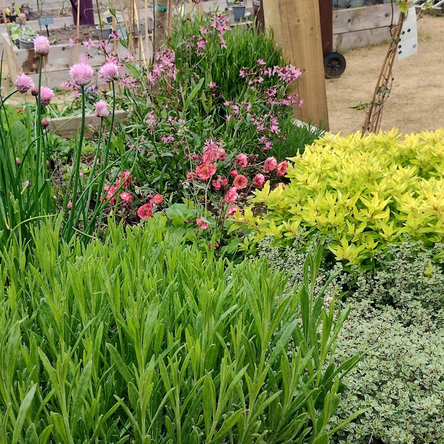 click to see larger image Clementis and Herbs in the Community Garden.