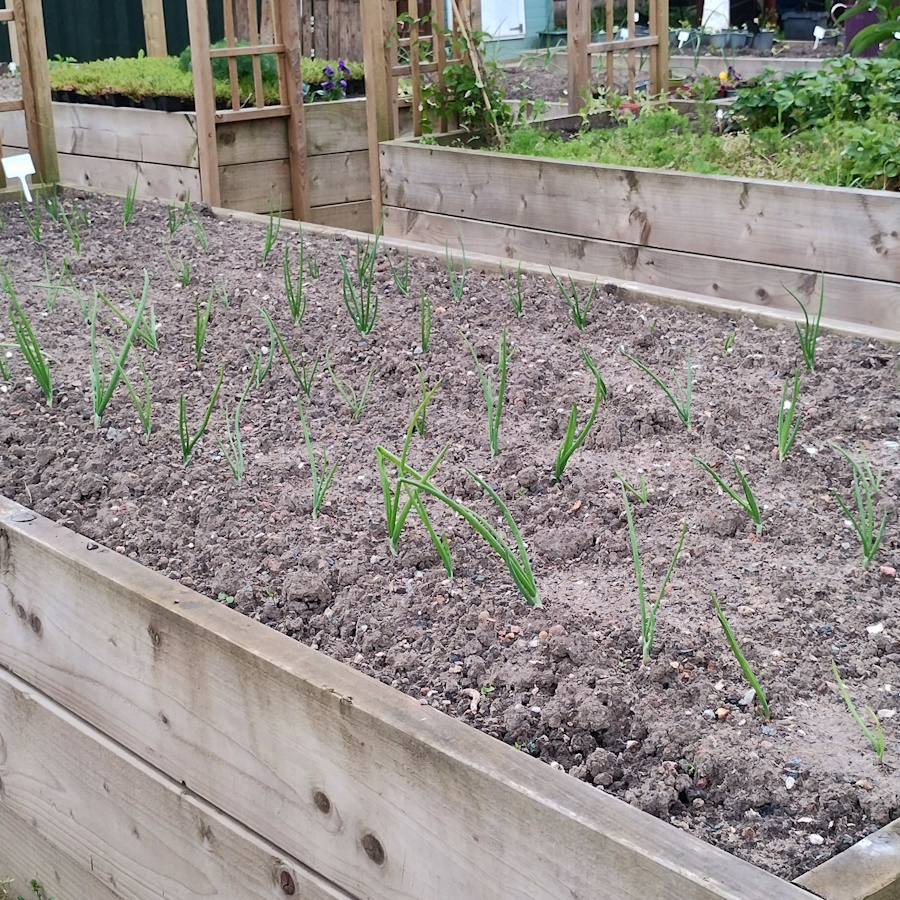 click to see larger image Clementis and Herbs in the Community Garden.