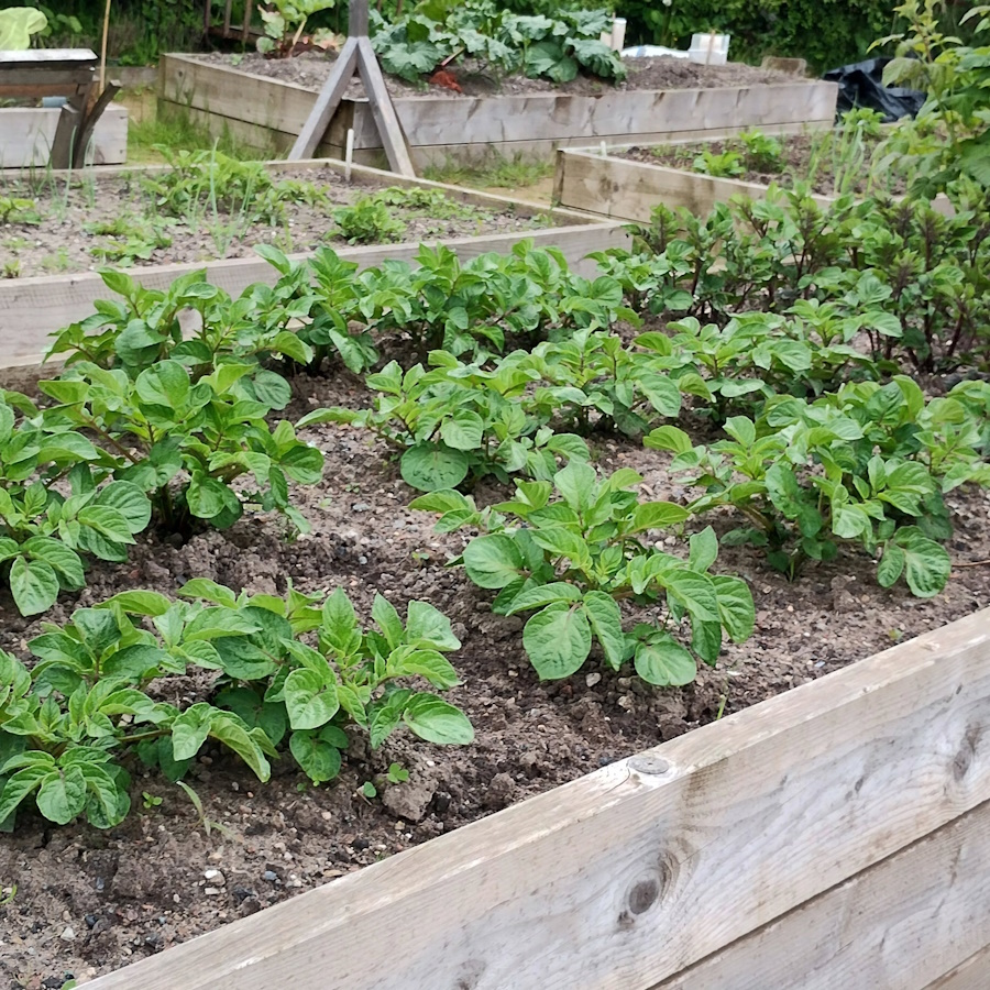 click to see larger image Clementis and Herbs in the Community Garden.