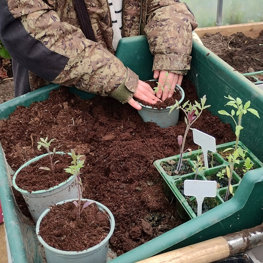 click to see larger image Clementis and Herbs in the Community Garden.