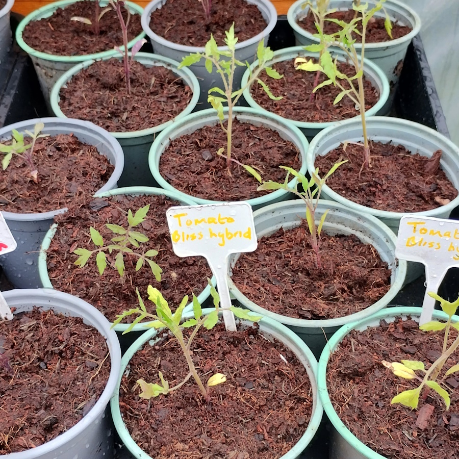 click to see larger image Clementis and Herbs in the Community Garden.