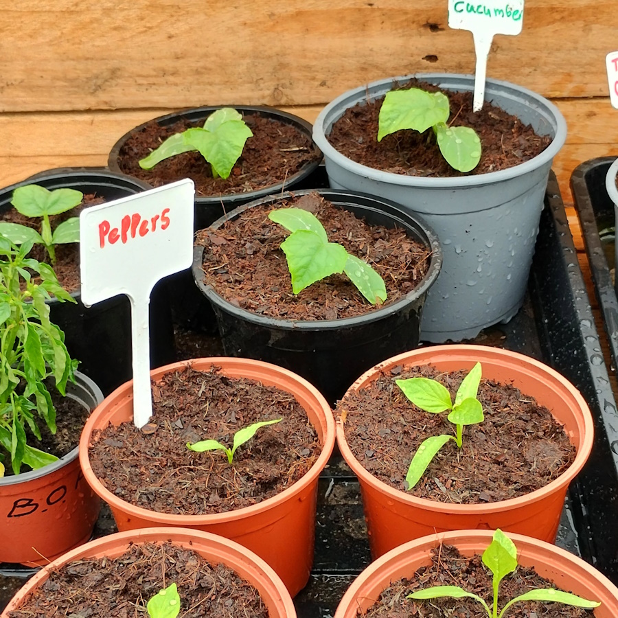 click to see larger image Clementis and Herbs in the Community Garden.