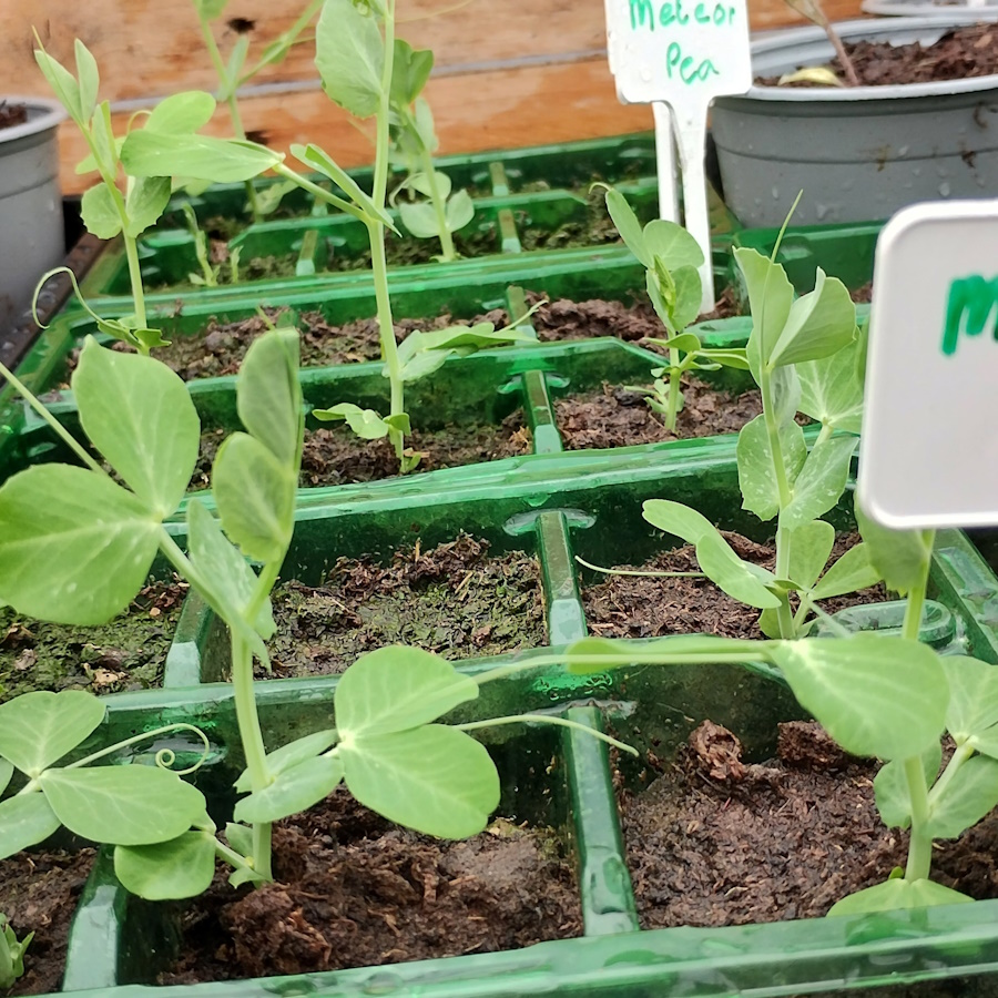 click to see larger image Clementis and Herbs in the Community Garden.