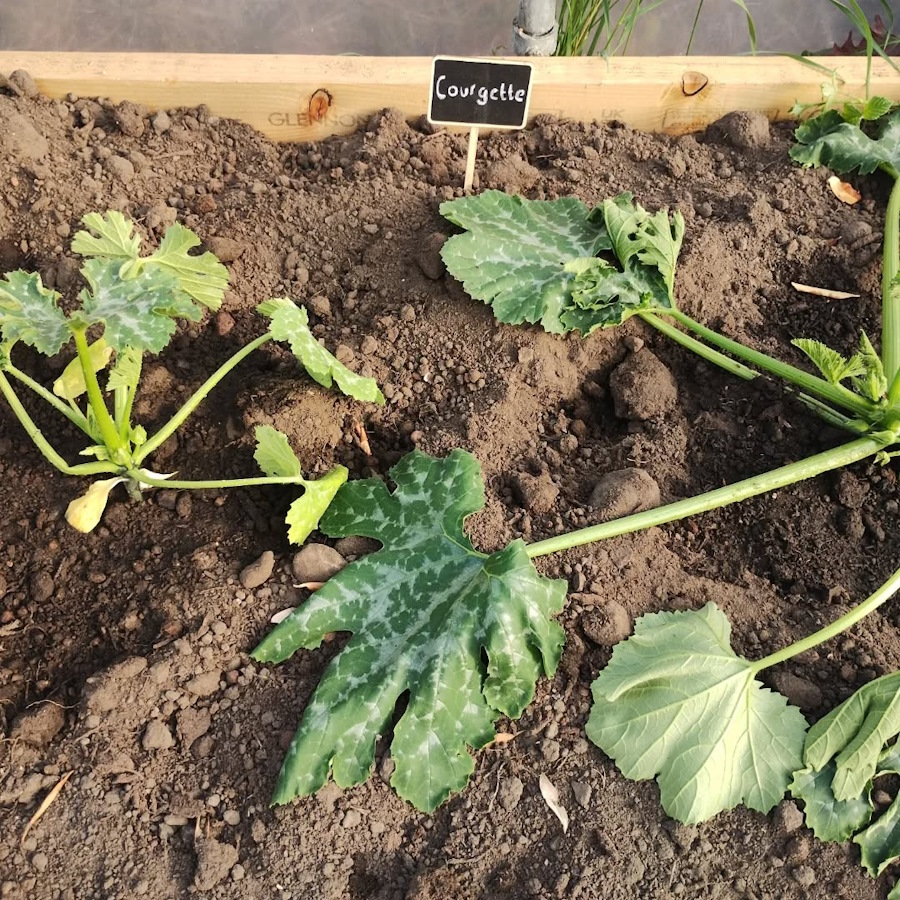 click to see larger image corgette and cucumber in the newbold community growing together community garden