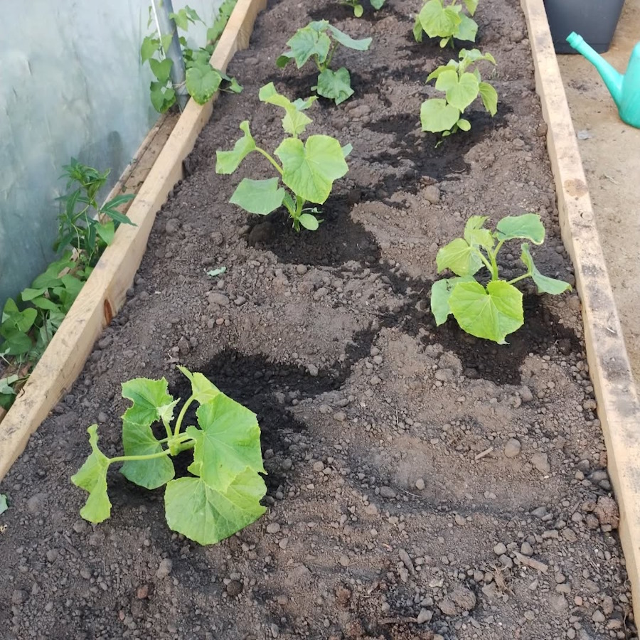 click to see larger image corgette and cucumber in the newbold community growing together community garden