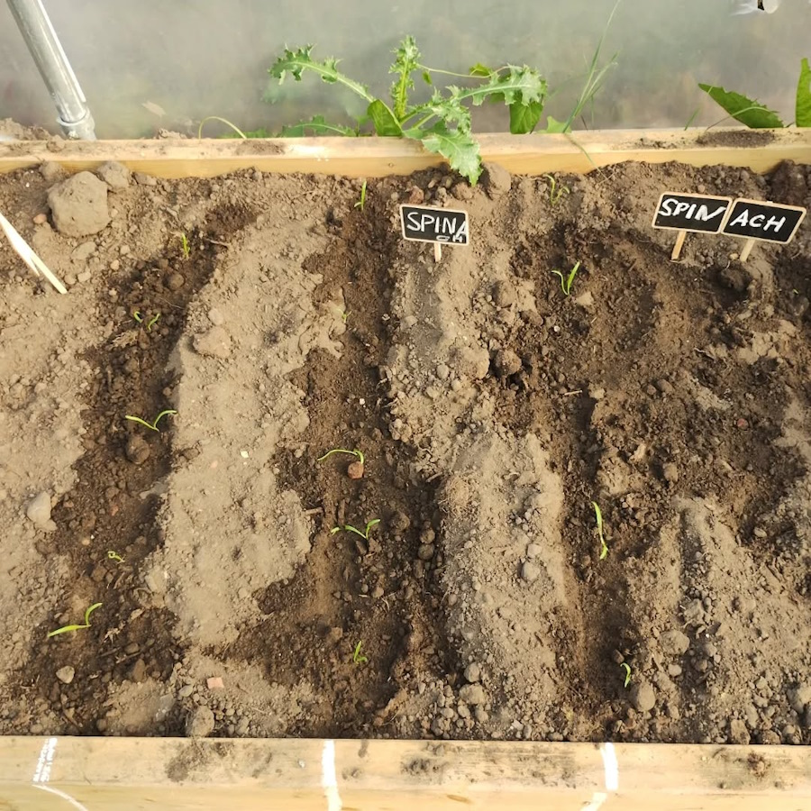 click to see larger image corgette and cucumber in the newbold community growing together community garden