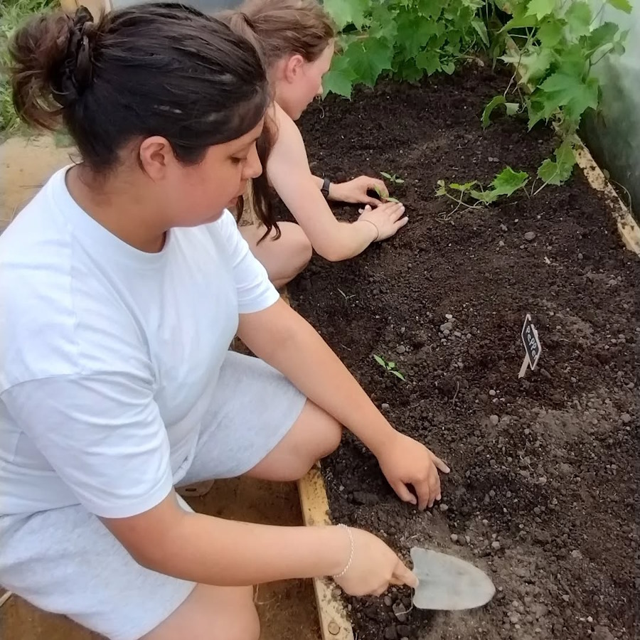 click to see larger image cucumbers staked in the newbold community growing together community garden