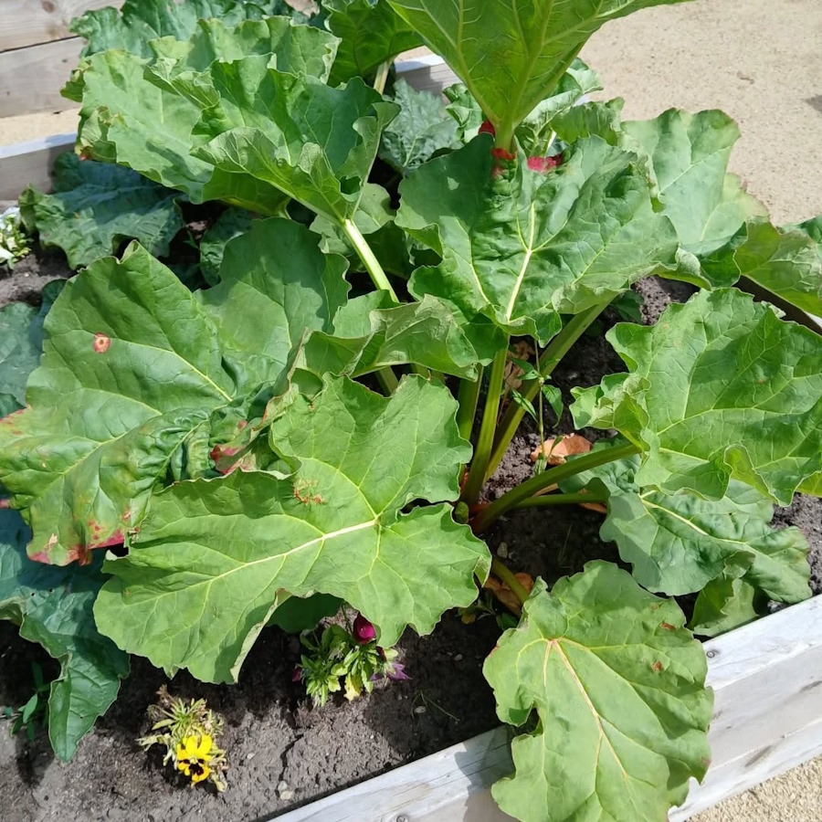 click to see larger image cucumbers staked in the newbold community growing together community garden