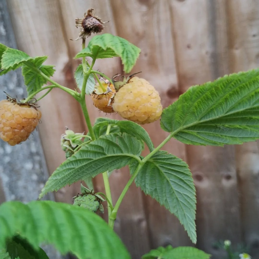 click to see larger image cucumbers staked in the newbold community growing together community garden