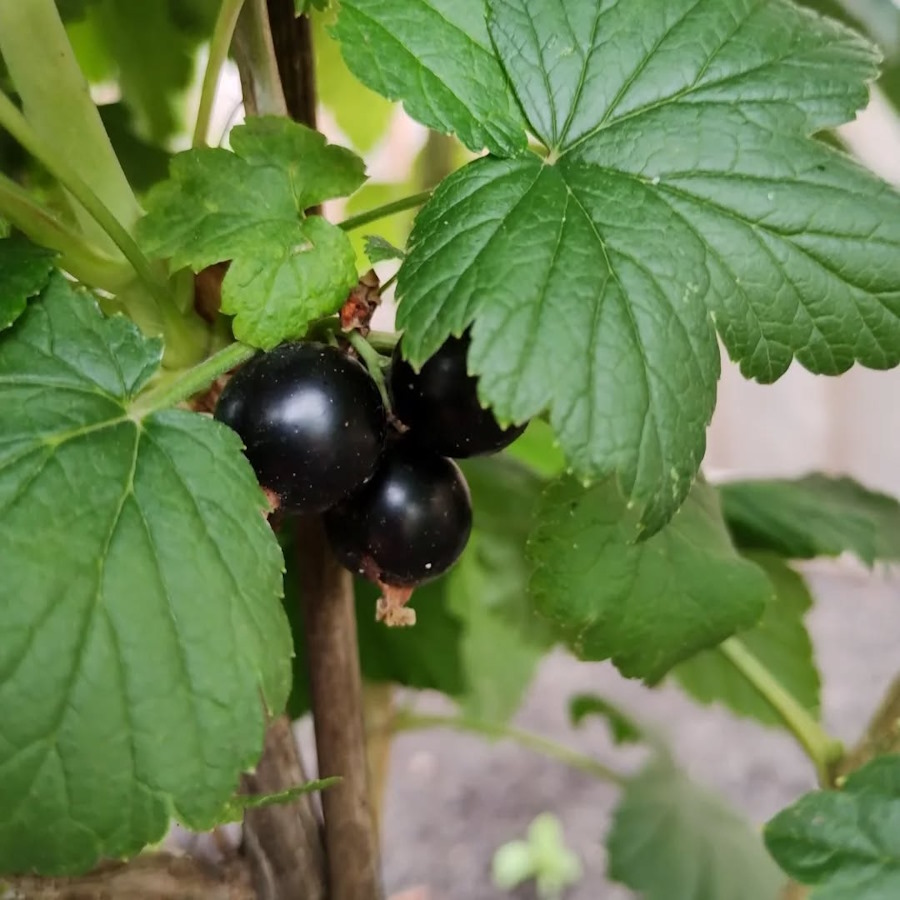click to see larger image cucumbers staked in the newbold community growing together community garden
