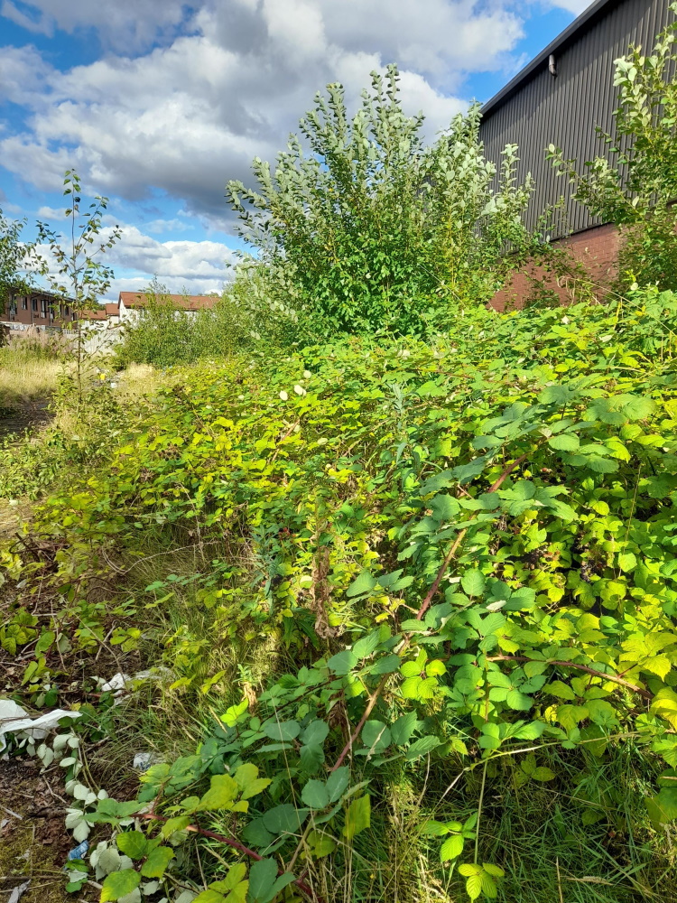 click to see larger image the derelict land at the start of the work