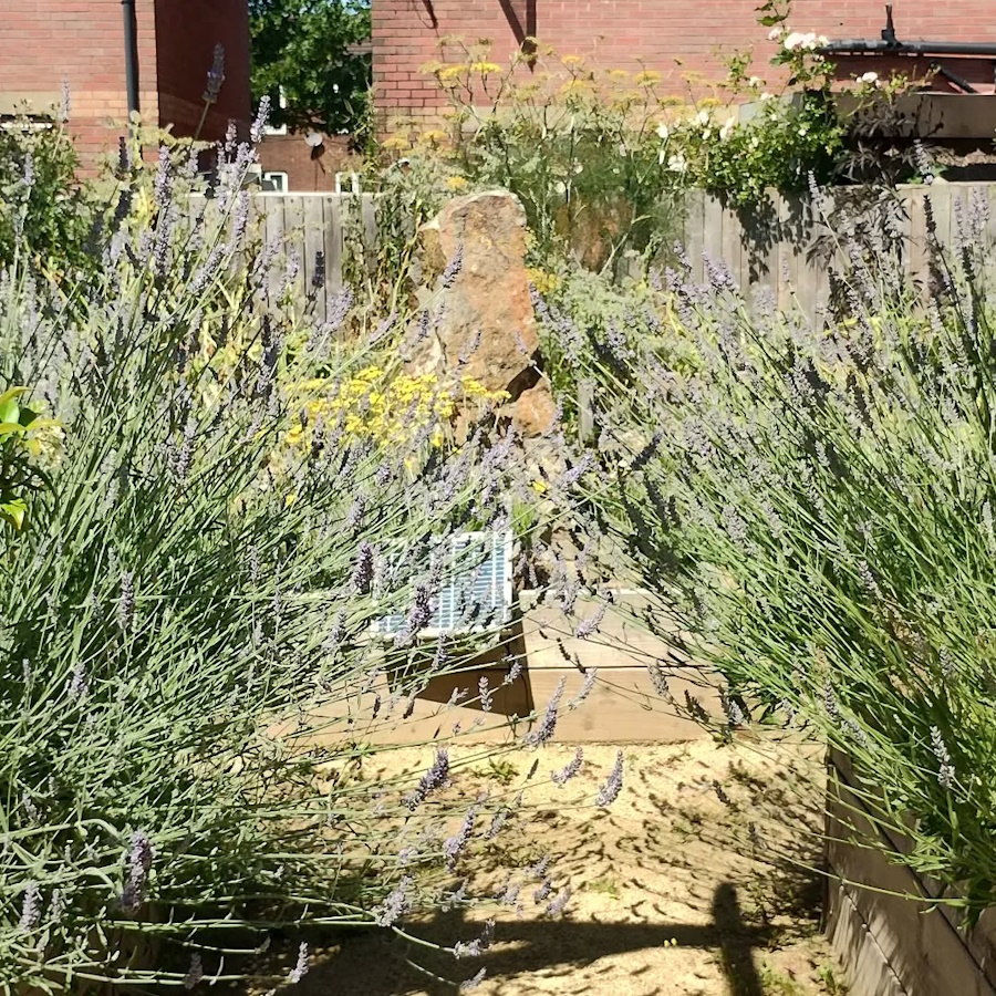 Everything is growing in the Community Garden.