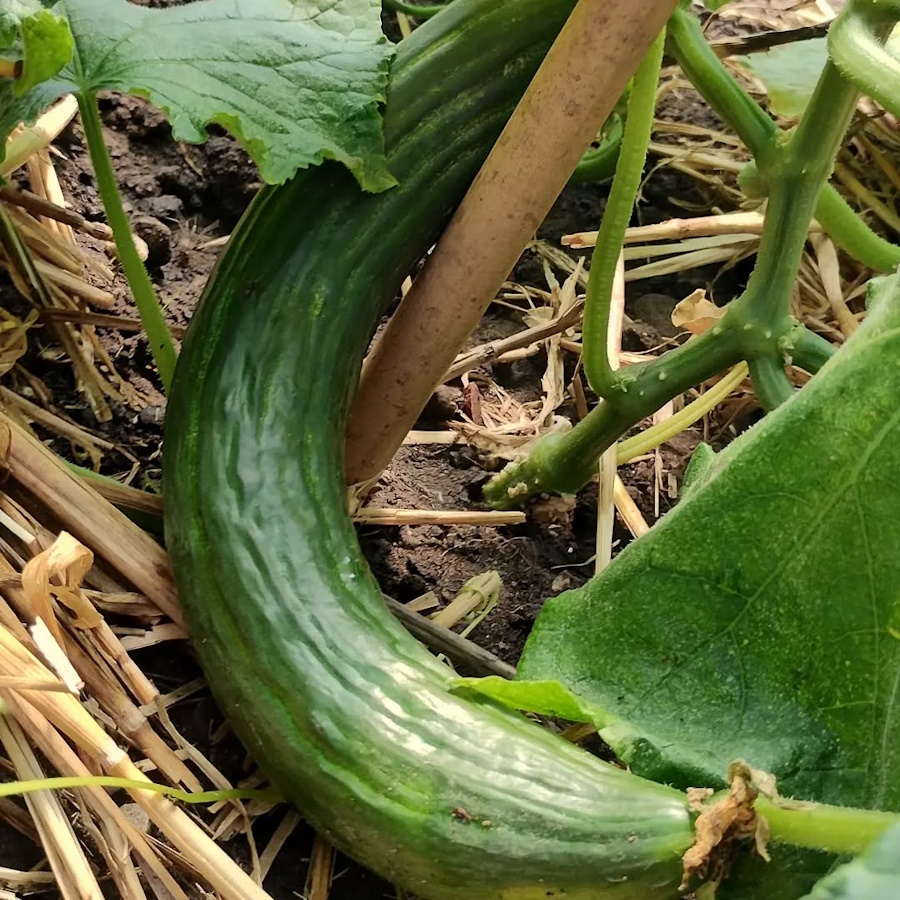 click to see larger image Everything is growing in the Community Garden.