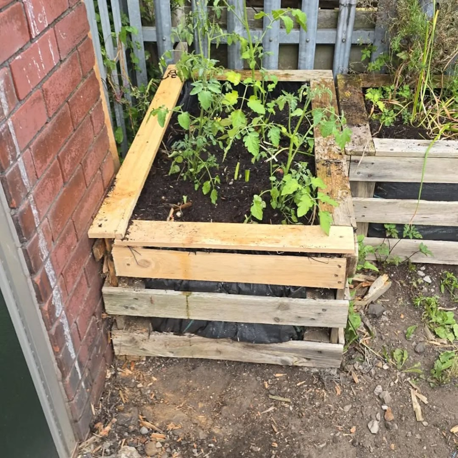 click to see larger image Everything is growing in the Community Garden.