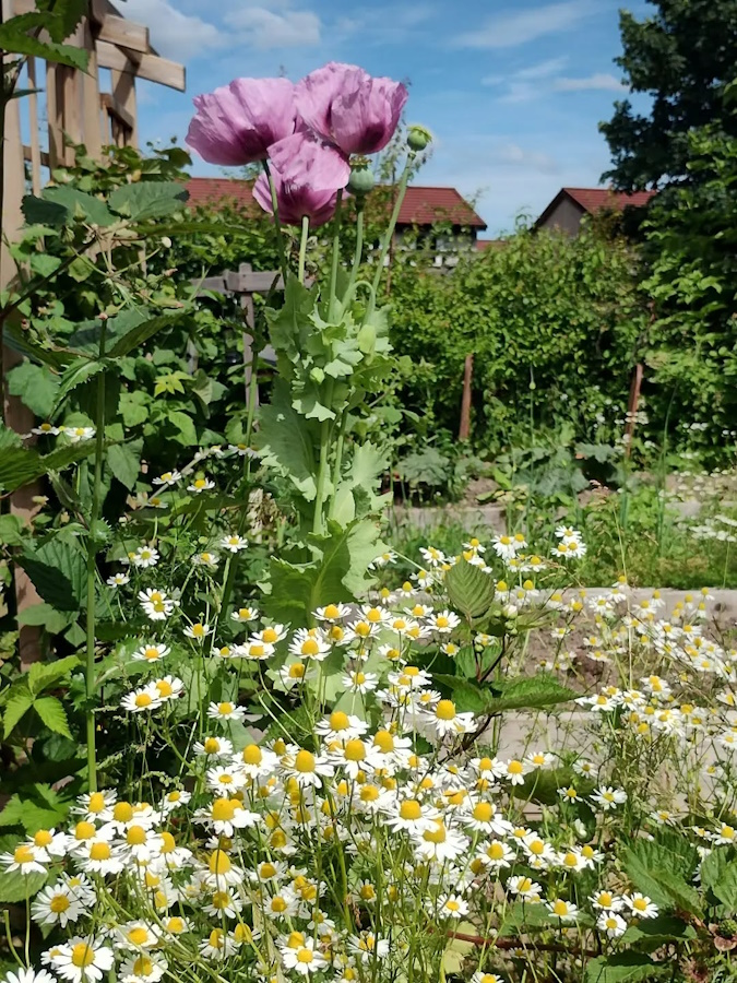 Enjoying the flowers in the Community Garden.