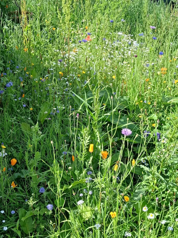Enjoying the flowers in the Community Garden.