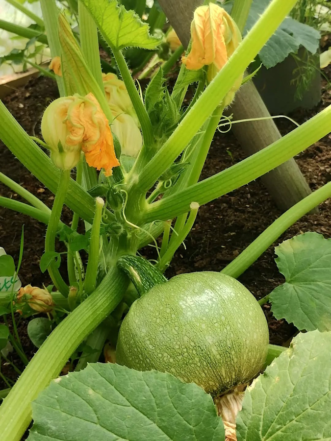 click to see larger image Enjoying the flowers in the Community Garden.
