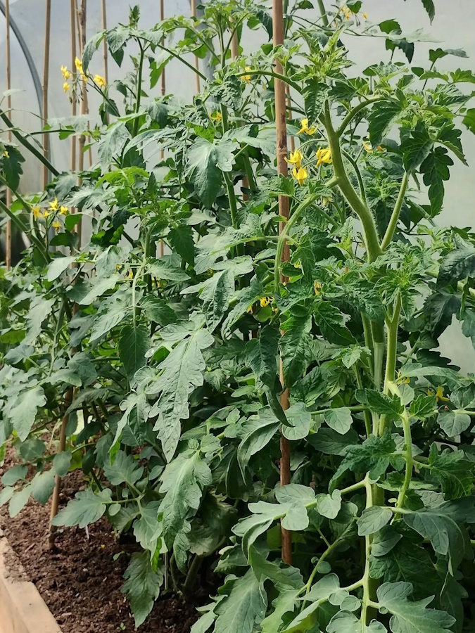 click to see larger image Enjoying the flowers in the Community Garden.