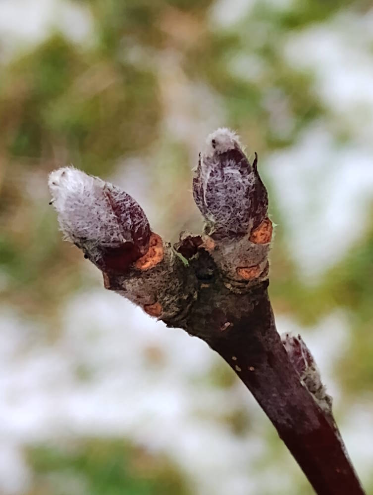 click to see larger image spring buds