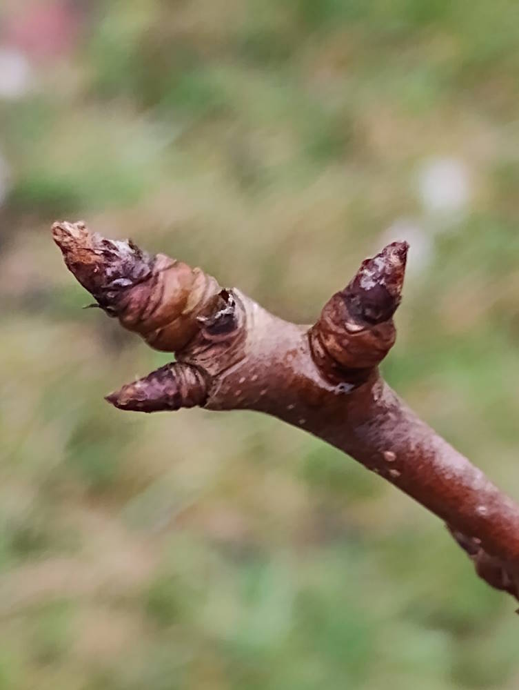 click to see larger image spring buds
