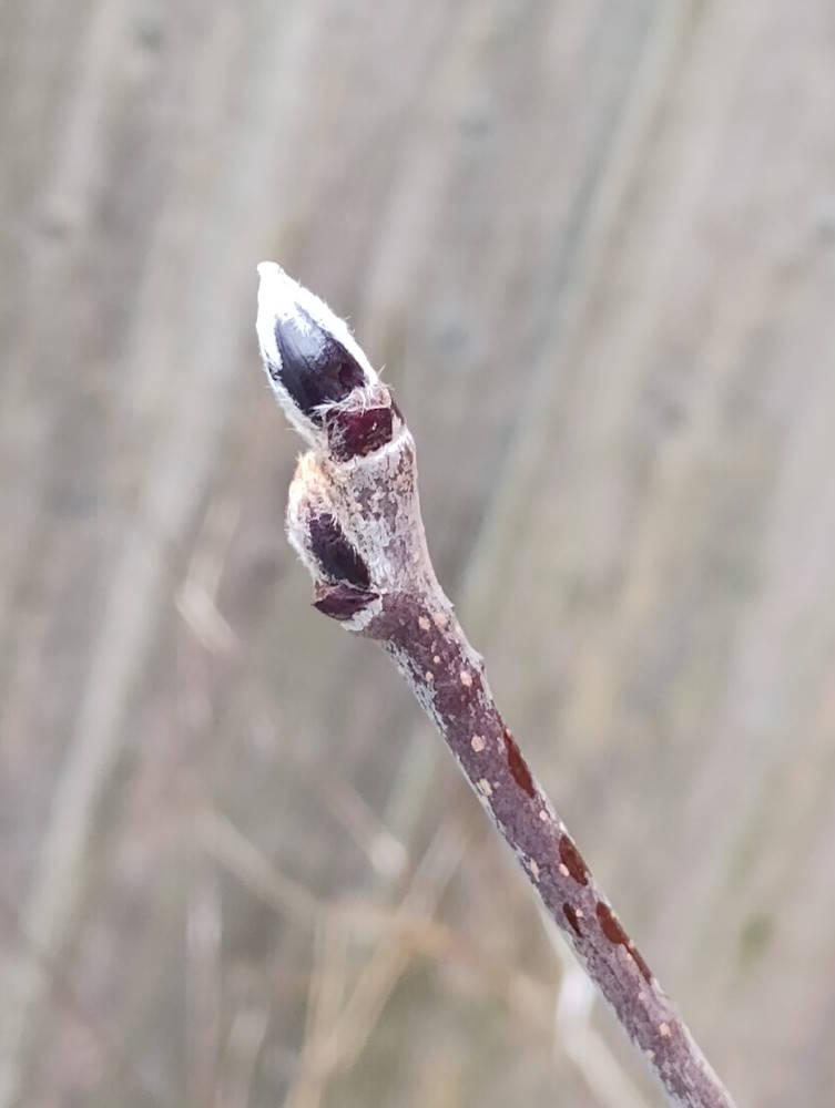 click to see larger image spring buds