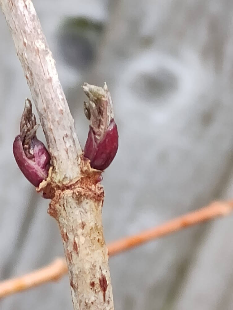 click to see larger image spring buds