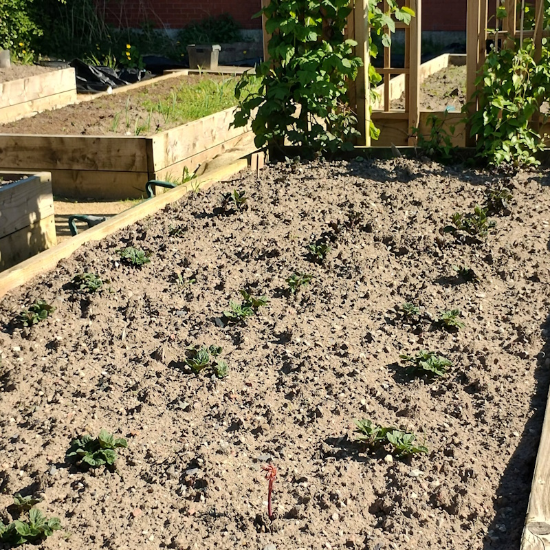 click to see larger image Lots of seeflings in the Community Garden.