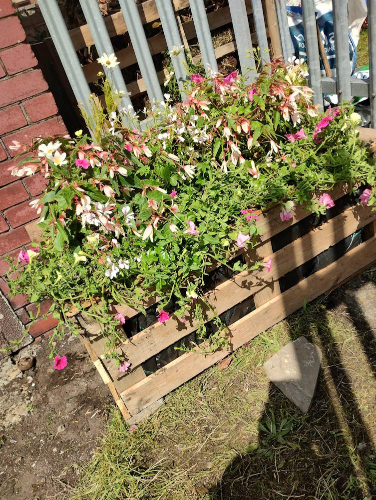 click to see larger image lovely day in the community garden