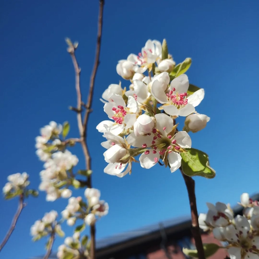 click to see larger image Lovely spring day at the garden