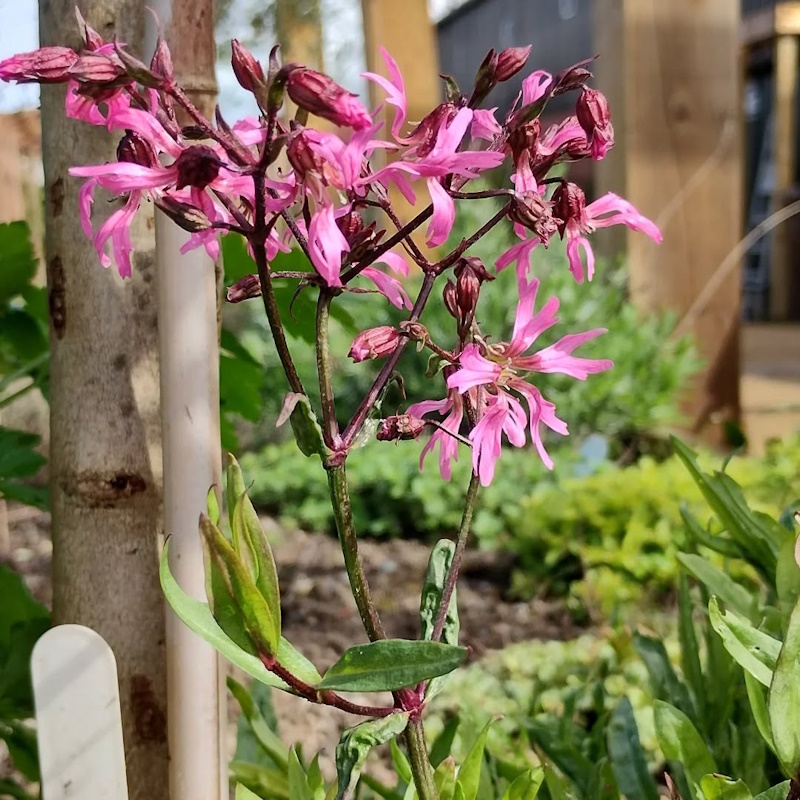 click to see more images Lovely to see Ragged robin, cowslips and dandelions all flowering today at the garden.