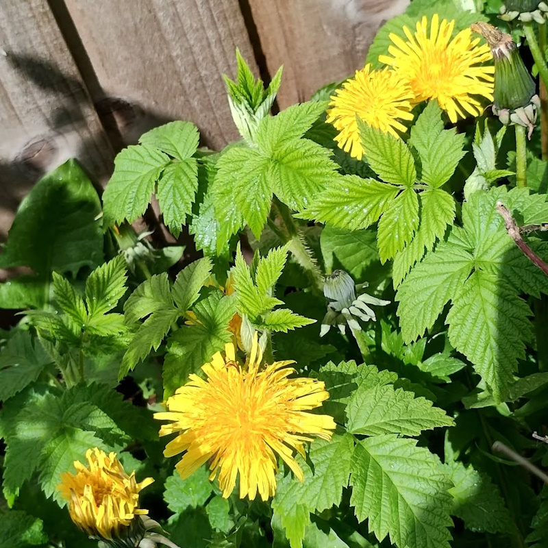 click to see larger image Lovely to see Ragged robin, cowslips and dandelions all flowering today at the garden.