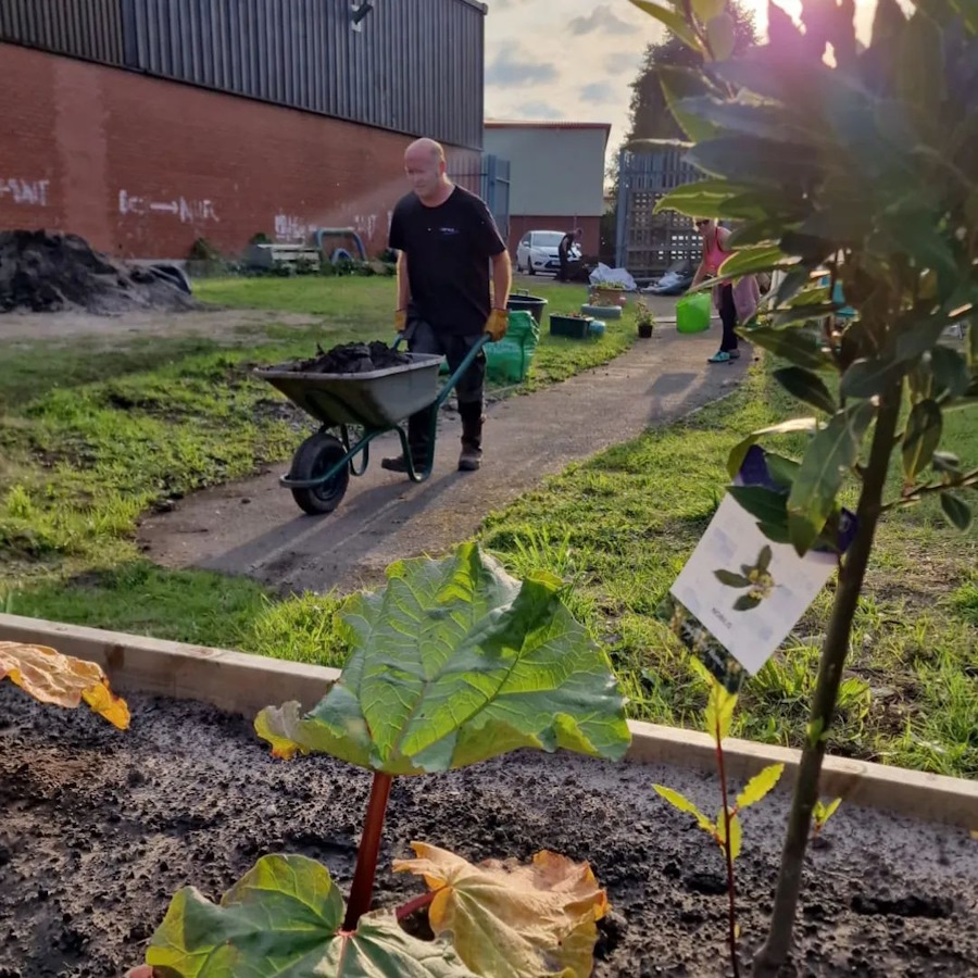 click to see larger image more barrowing of compost in the community garden