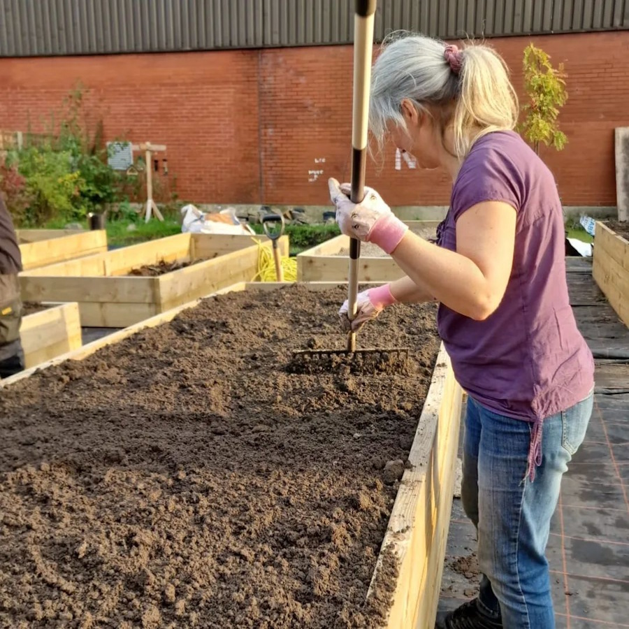 click to see larger image more barrowing of compost in the community garden