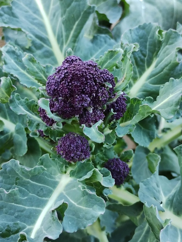 click to see more images quick visit to garden