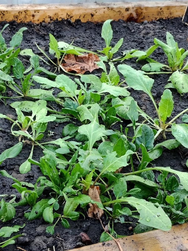 click to see more images quick visit to garden