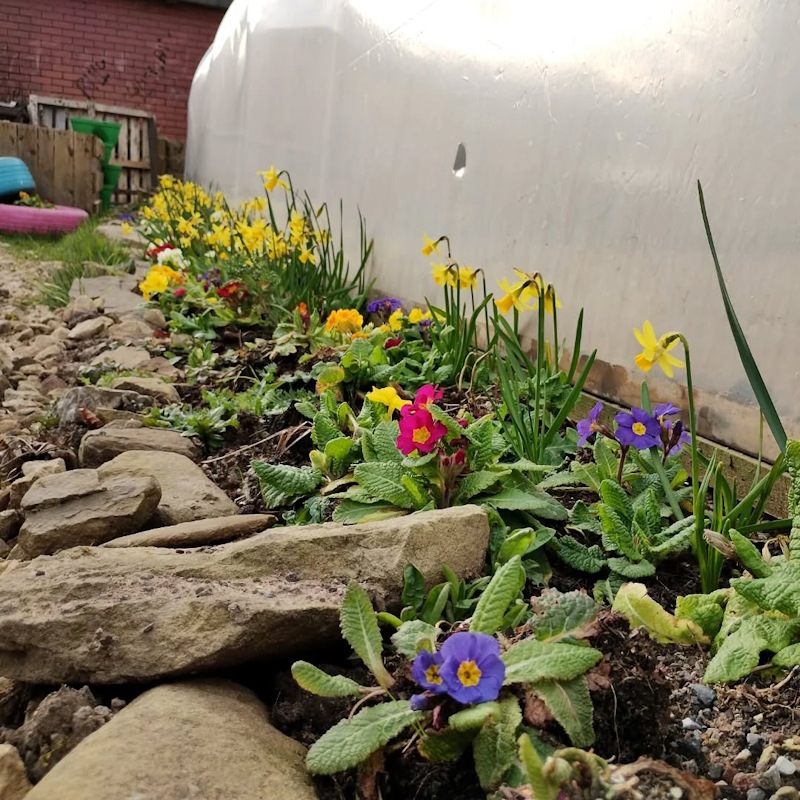 click to see larger image spring colours by the polytunnel