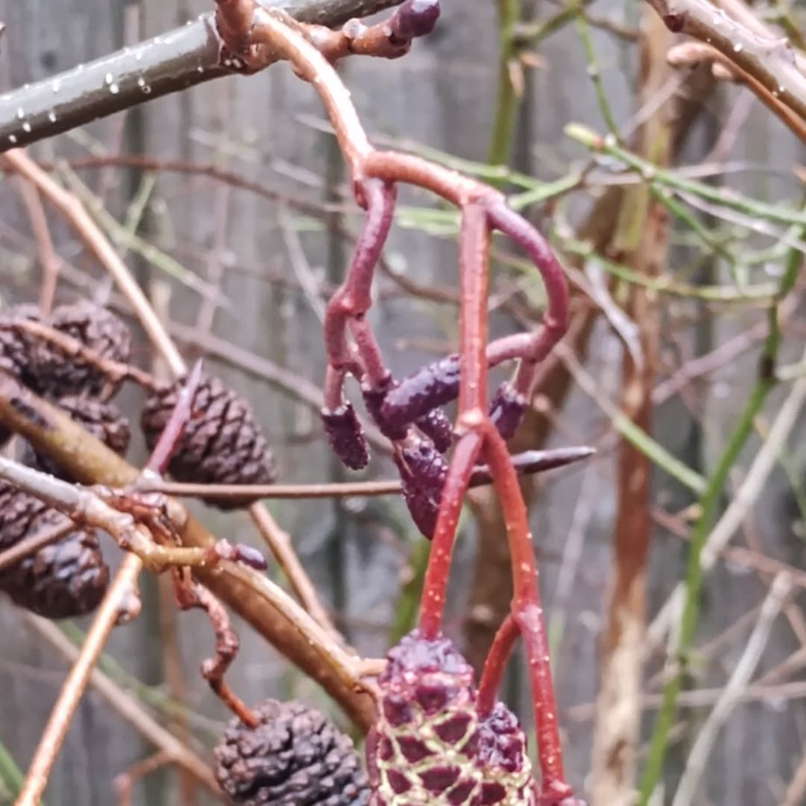 click to see larger image Spring flowers starting to bloom