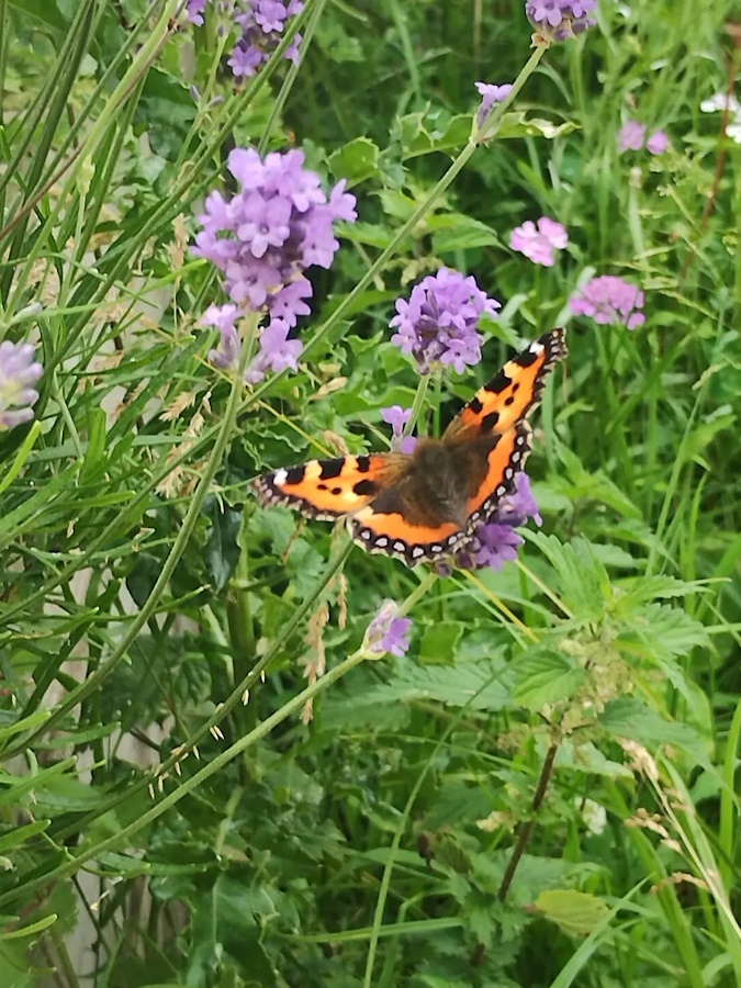 The Insects enjoying  the Community Garden.