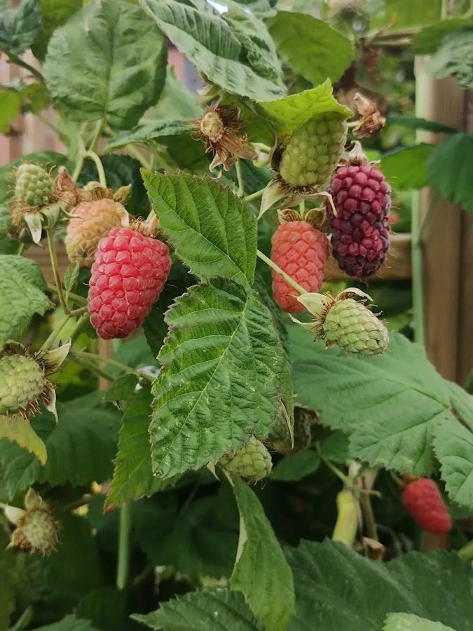 The Insects enjoying  the Community Garden.