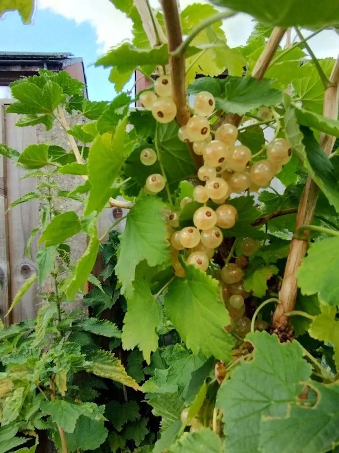 click to see larger image The Insects enjoying the Community Garden.