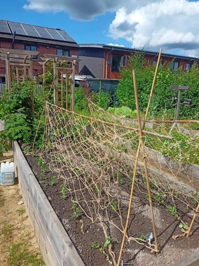 click to see larger image The Insects enjoying the Community Garden.