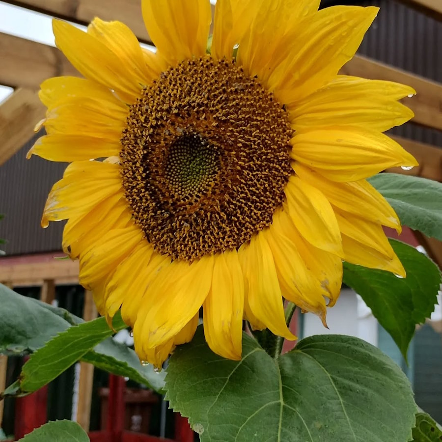 click to see more images tidying the polytunnel in the community garden